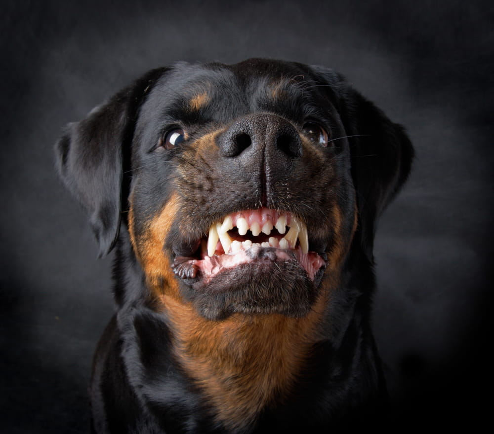 dog bite lawyer Indianapolis, IN